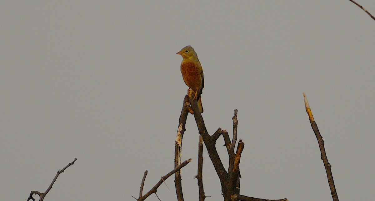 Black-headed Bunting - ML646299730