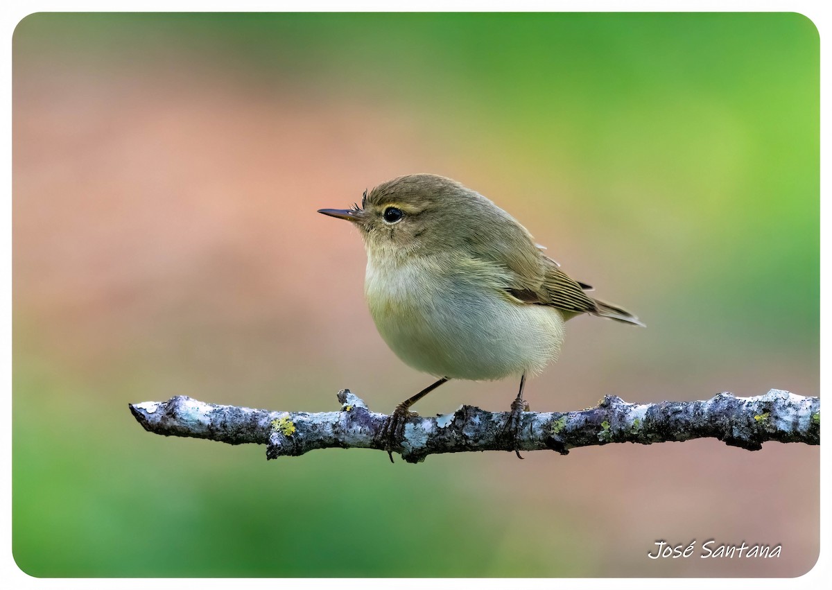 Common Chiffchaff - ML646299731