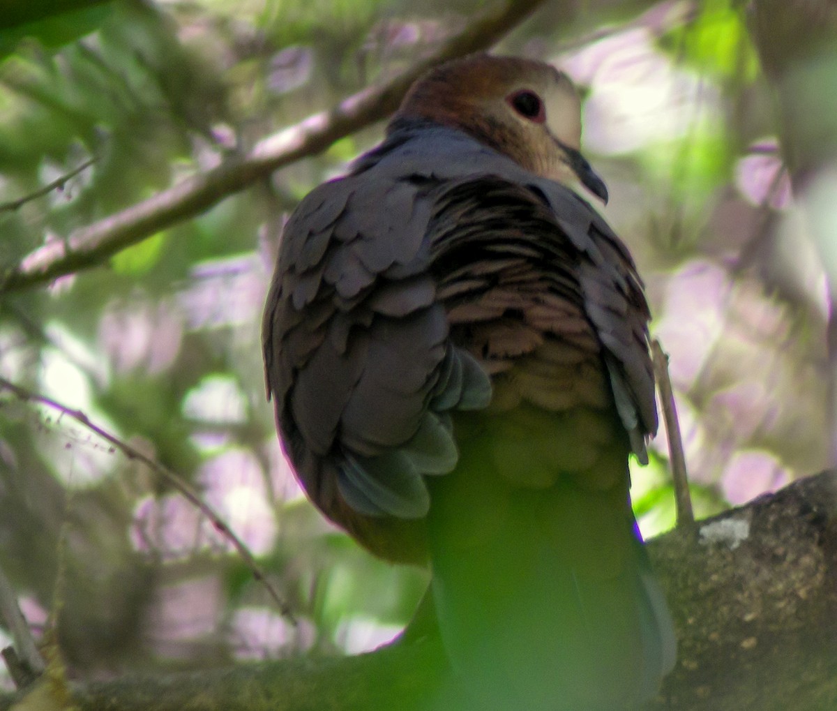 Lemon Dove - ML646299732