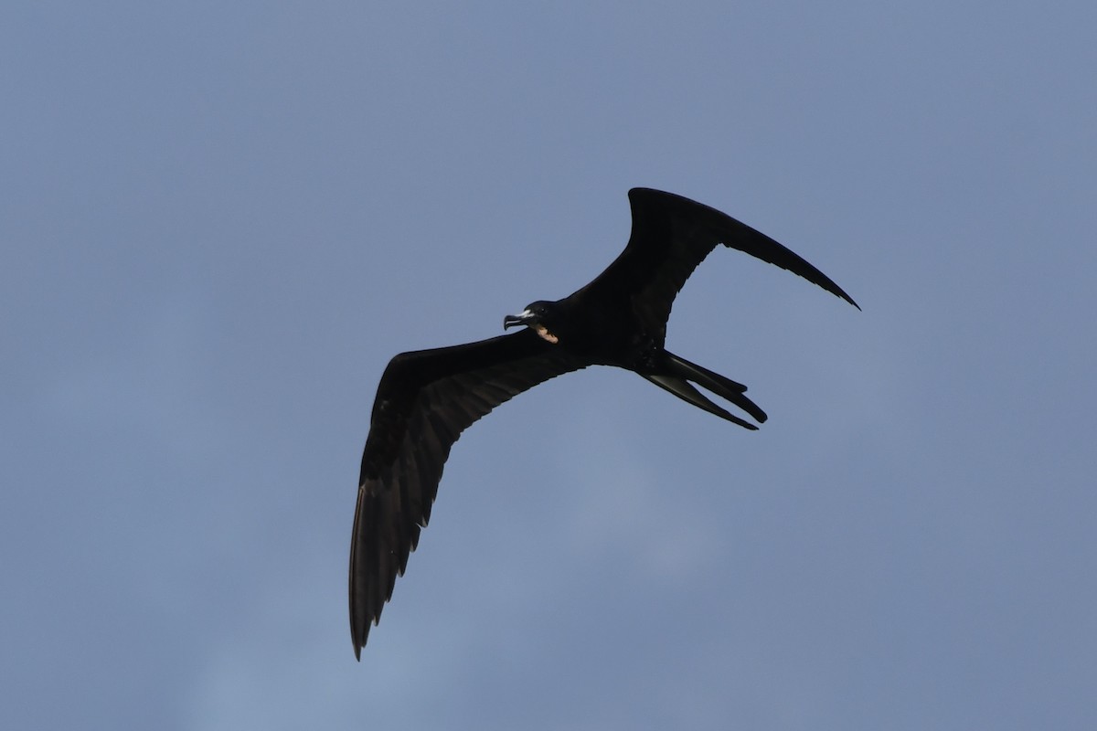 Magnificent Frigatebird - ML646299734