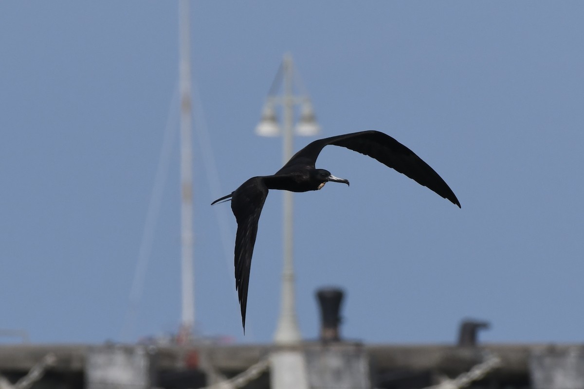 Magnificent Frigatebird - ML646299735