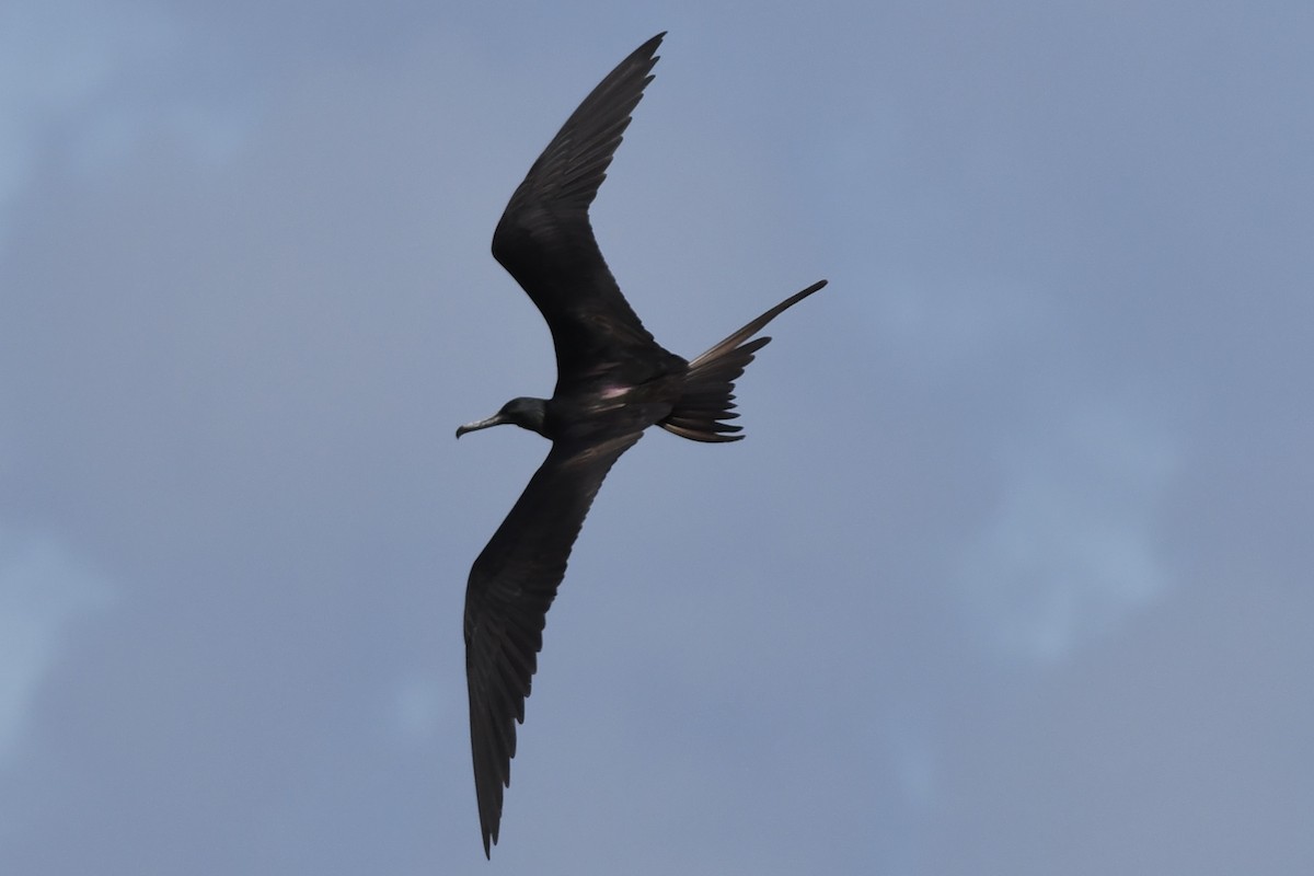 Magnificent Frigatebird - ML646299736
