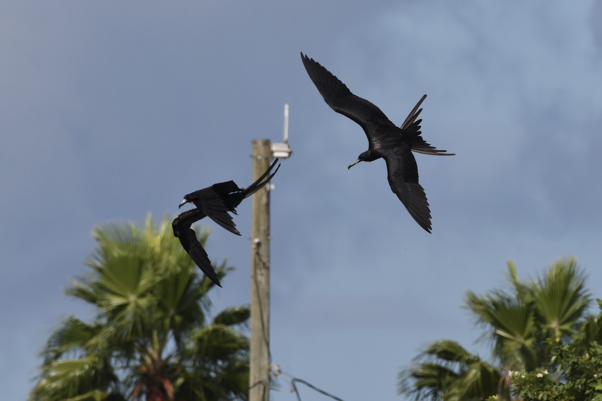Magnificent Frigatebird - ML646299737
