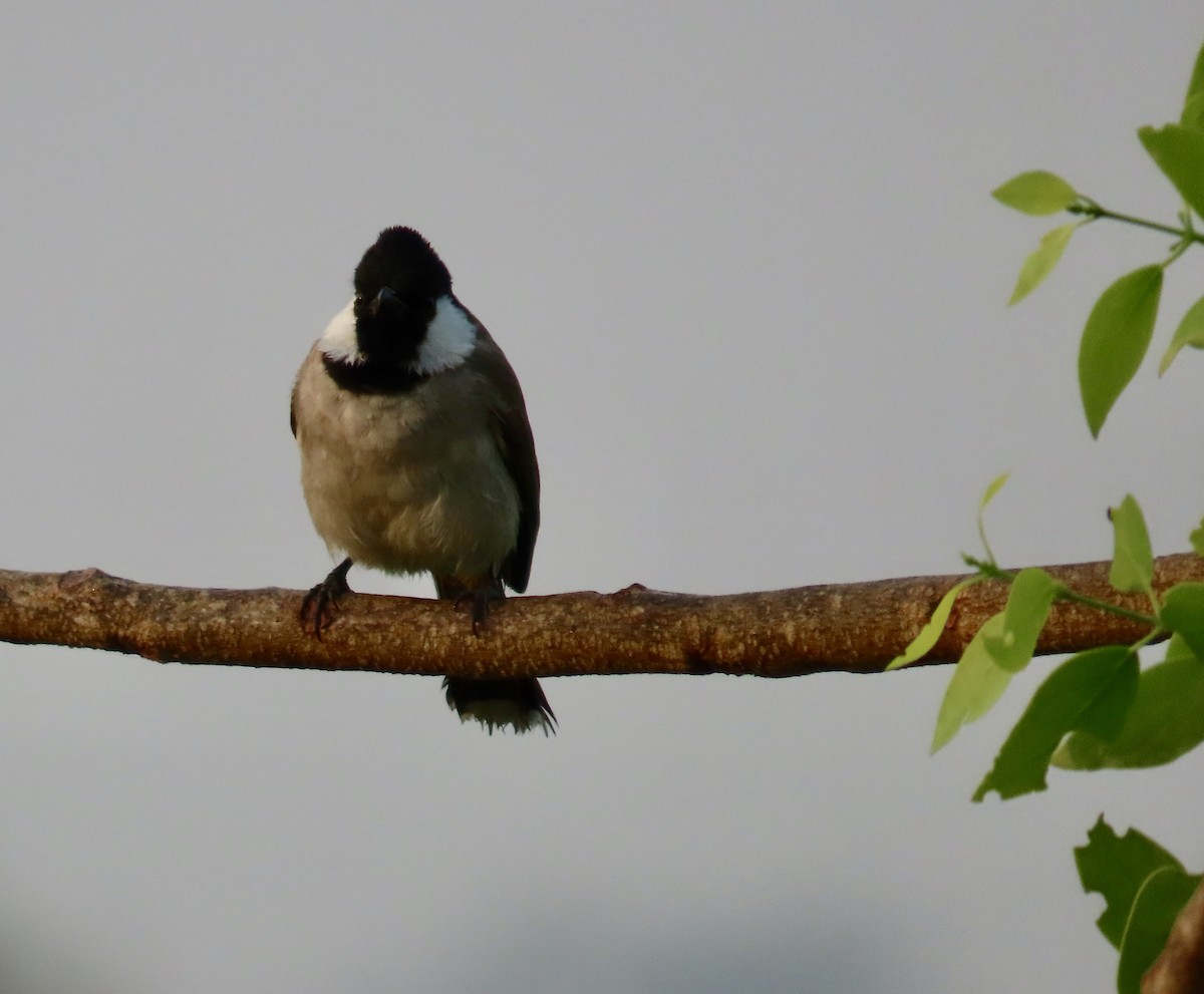 White-eared Bulbul - ML646299738