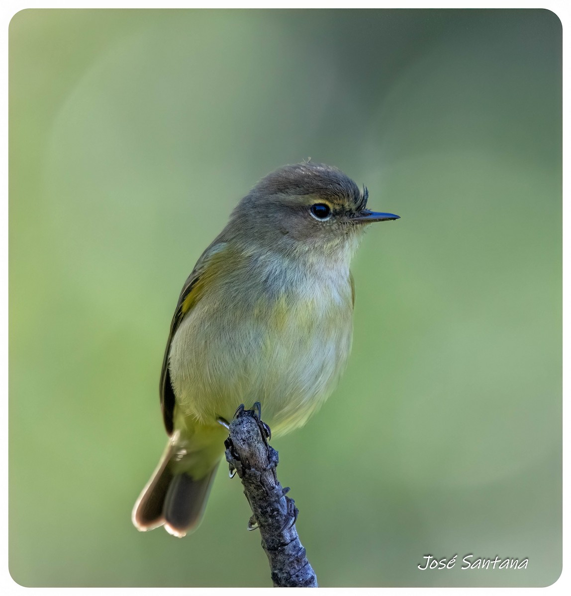 Common Chiffchaff - ML646299739