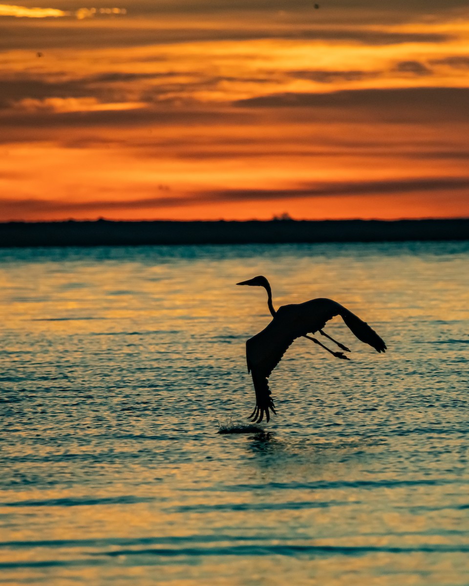 Great Blue Heron - ML646299741