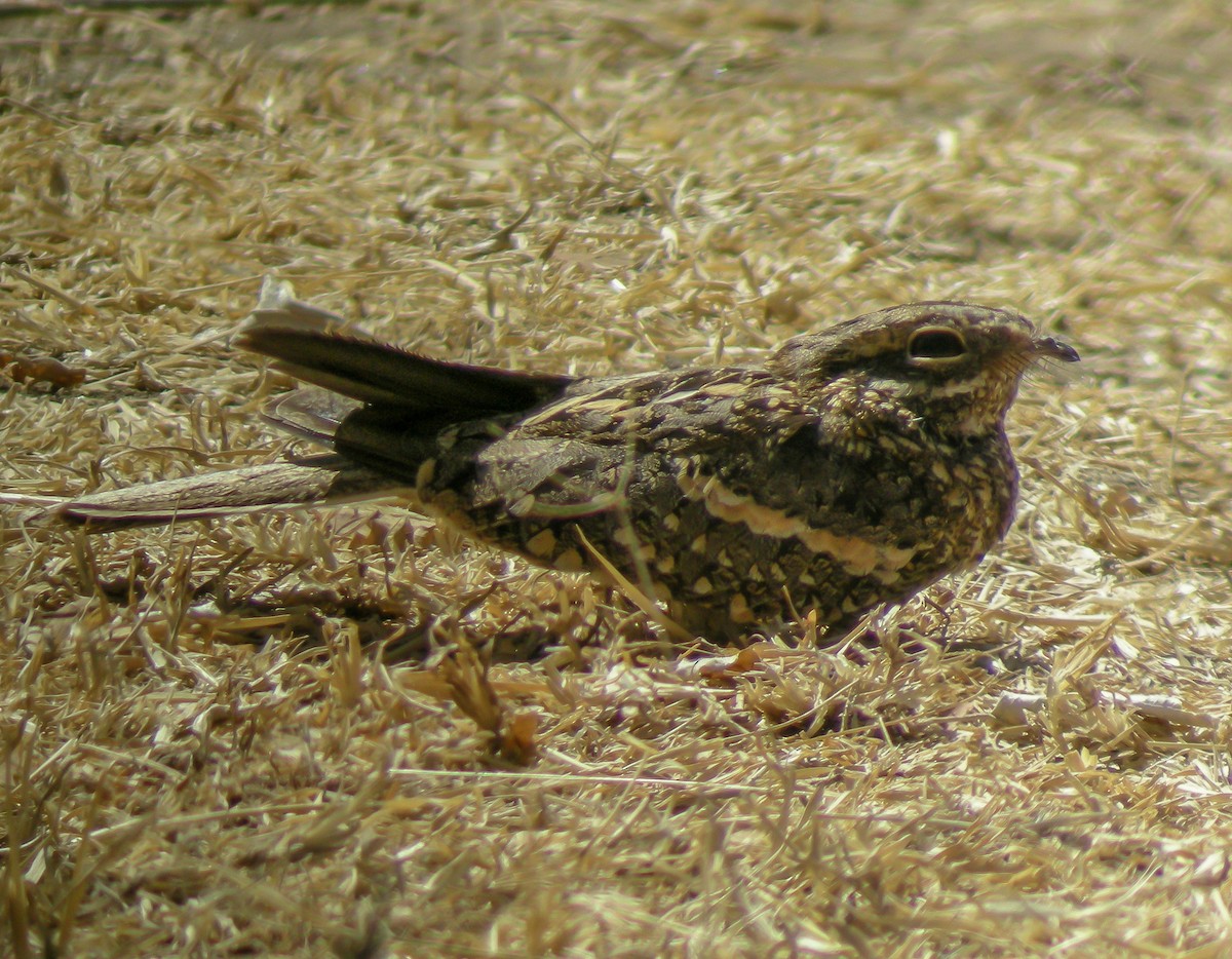 Slender-tailed Nightjar - ML646299743