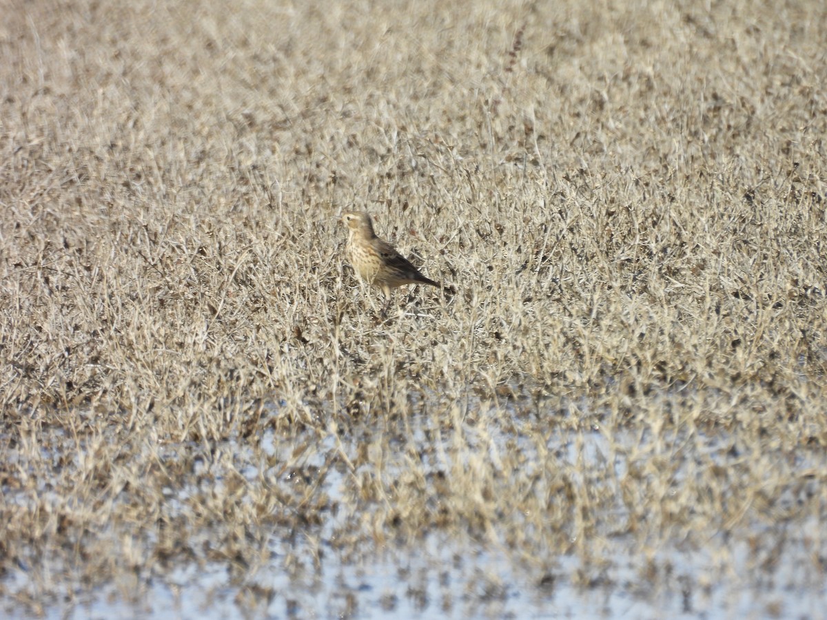 American Pipit - ML646299744