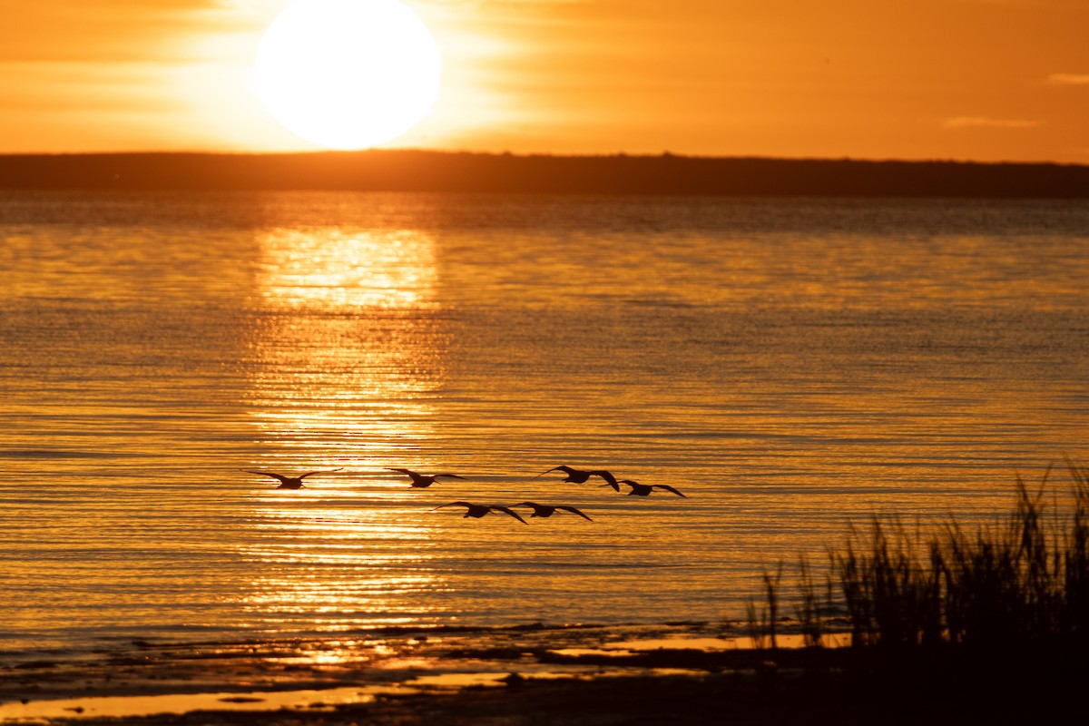 Short-billed Dowitcher - ML646299745