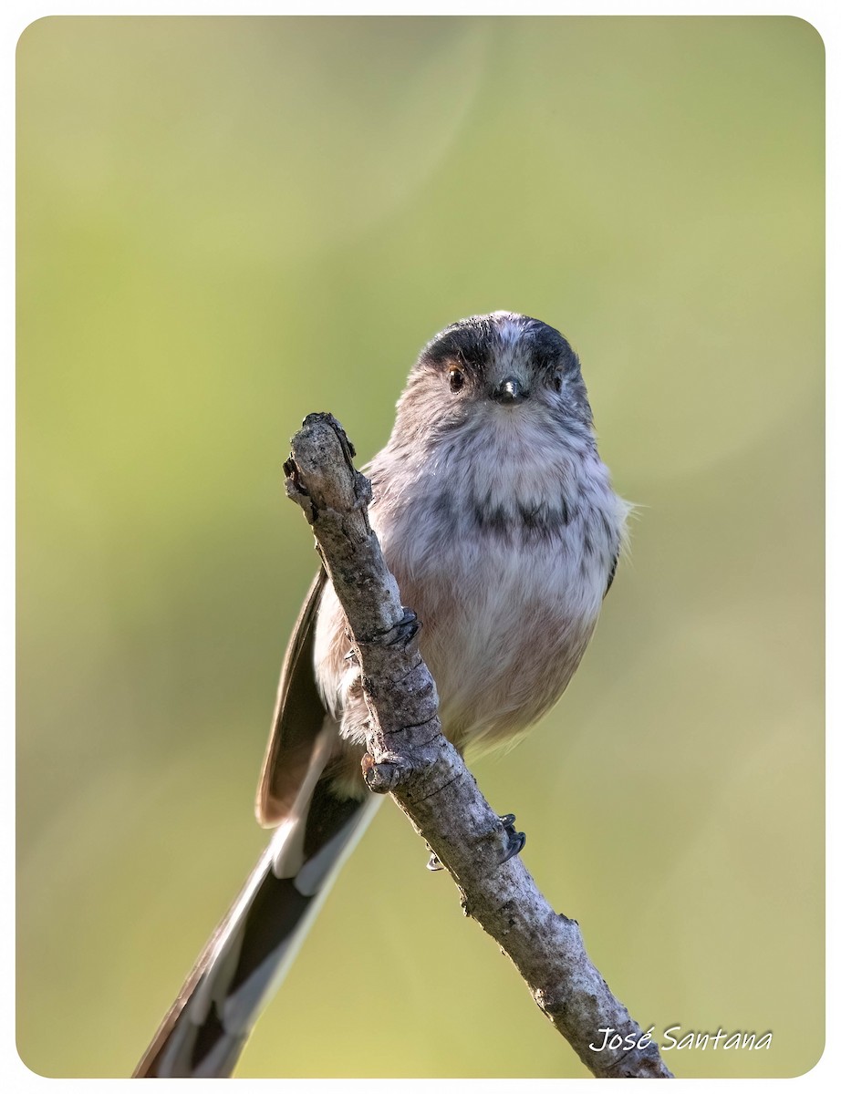 Long-tailed Tit - ML646299746
