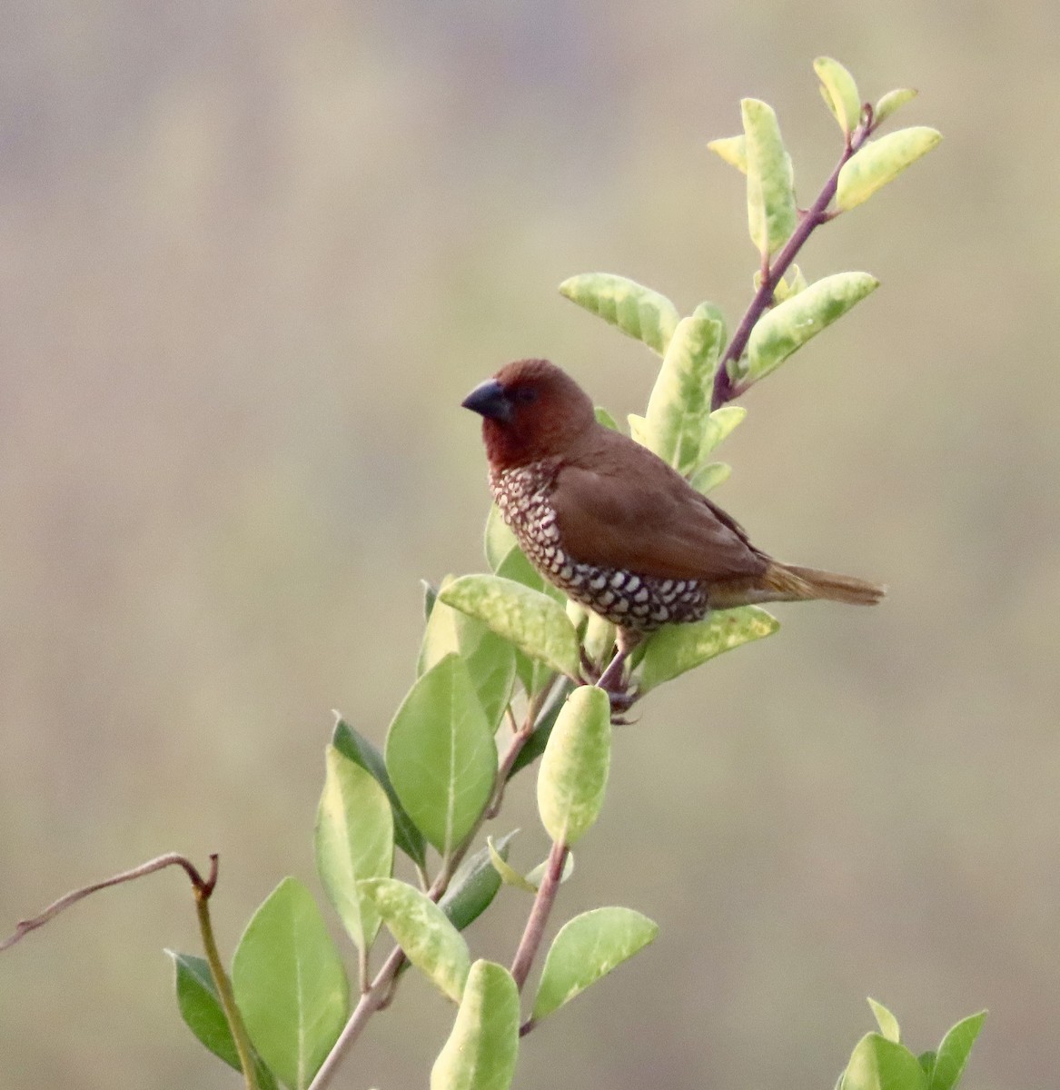 Scaly-breasted Munia - ML646299747