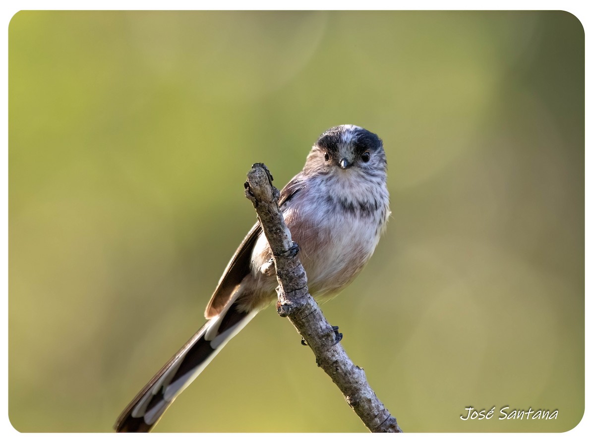 Long-tailed Tit - ML646299749