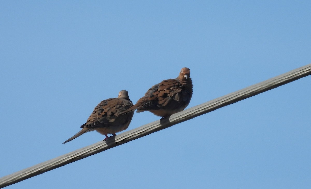 Mourning Dove - ML646299751