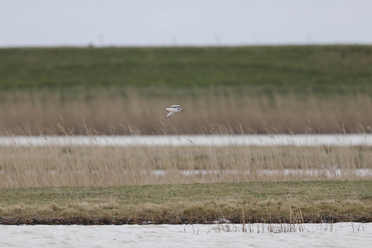 Little Gull - ML646299754