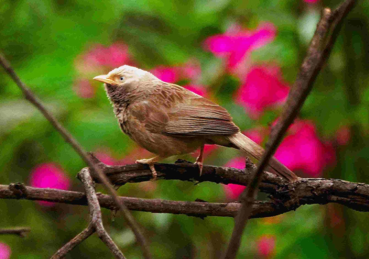 Yellow-billed Babbler - ML646299755