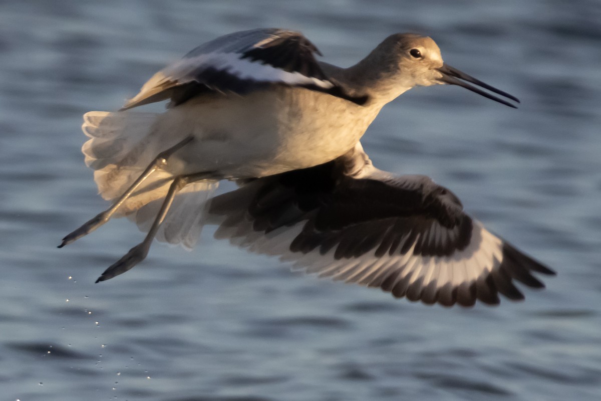 Willet (Western) - ML646299756