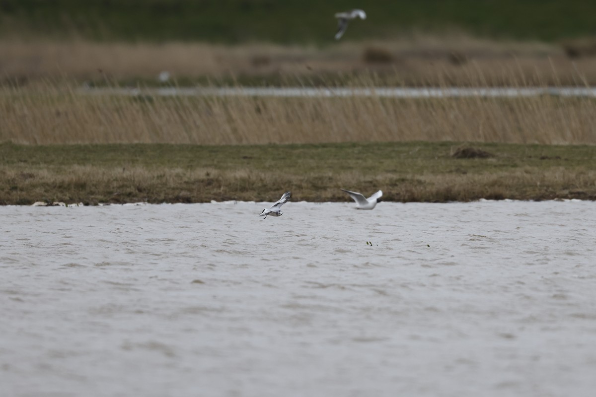 Little Gull - ML646299757