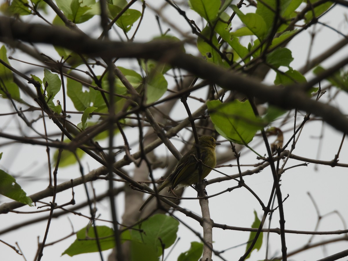 Ochre-lored Flatbill - ML646299758