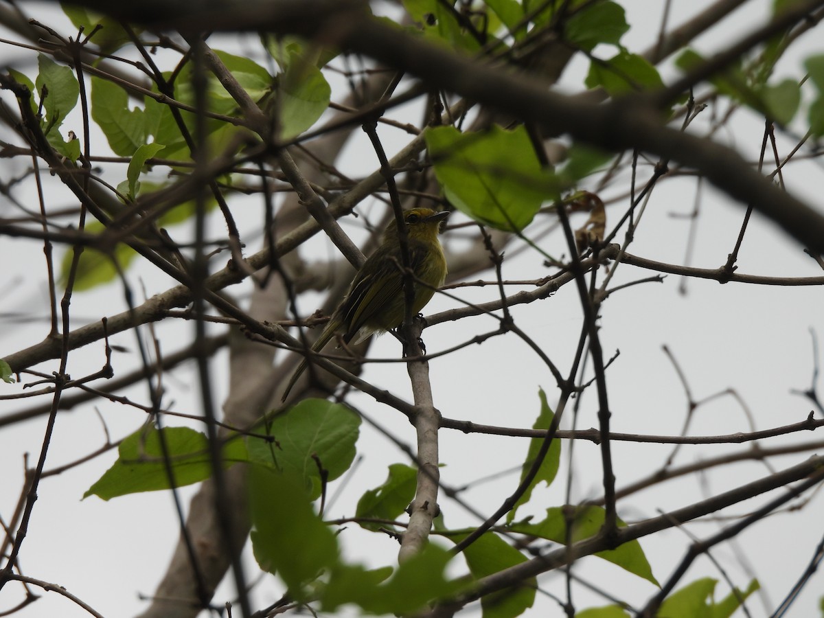 Ochre-lored Flatbill - ML646299759