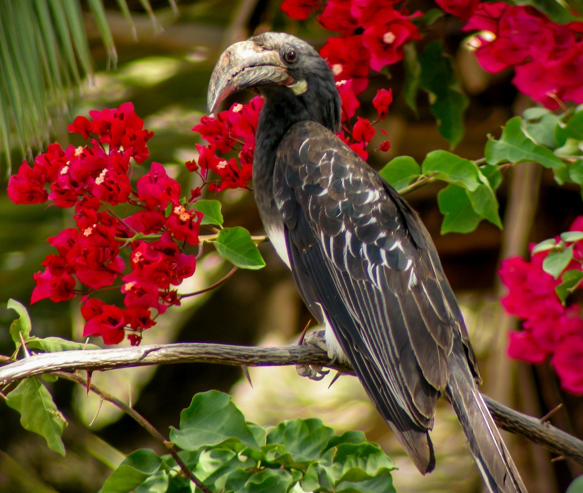 Hemprich's Hornbill - ML646299760