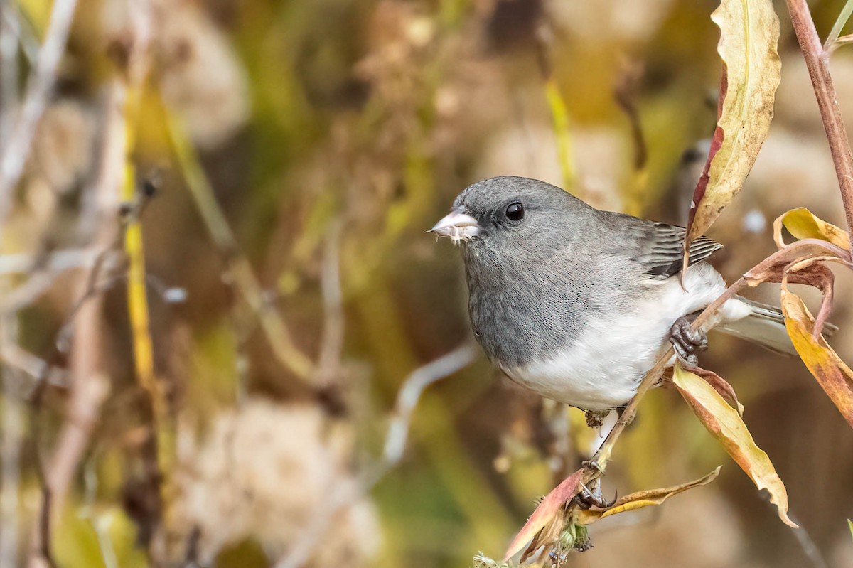 Dark-eyed Junco - ML646299761