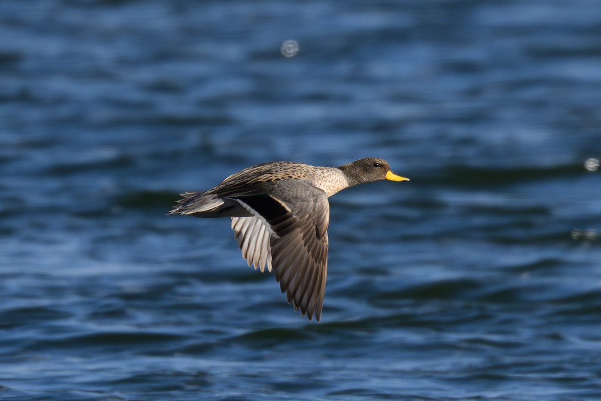 Yellow-billed Teal - ML646299763