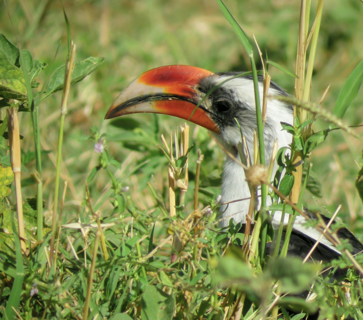 Von der Decken's Hornbill - ML646299766