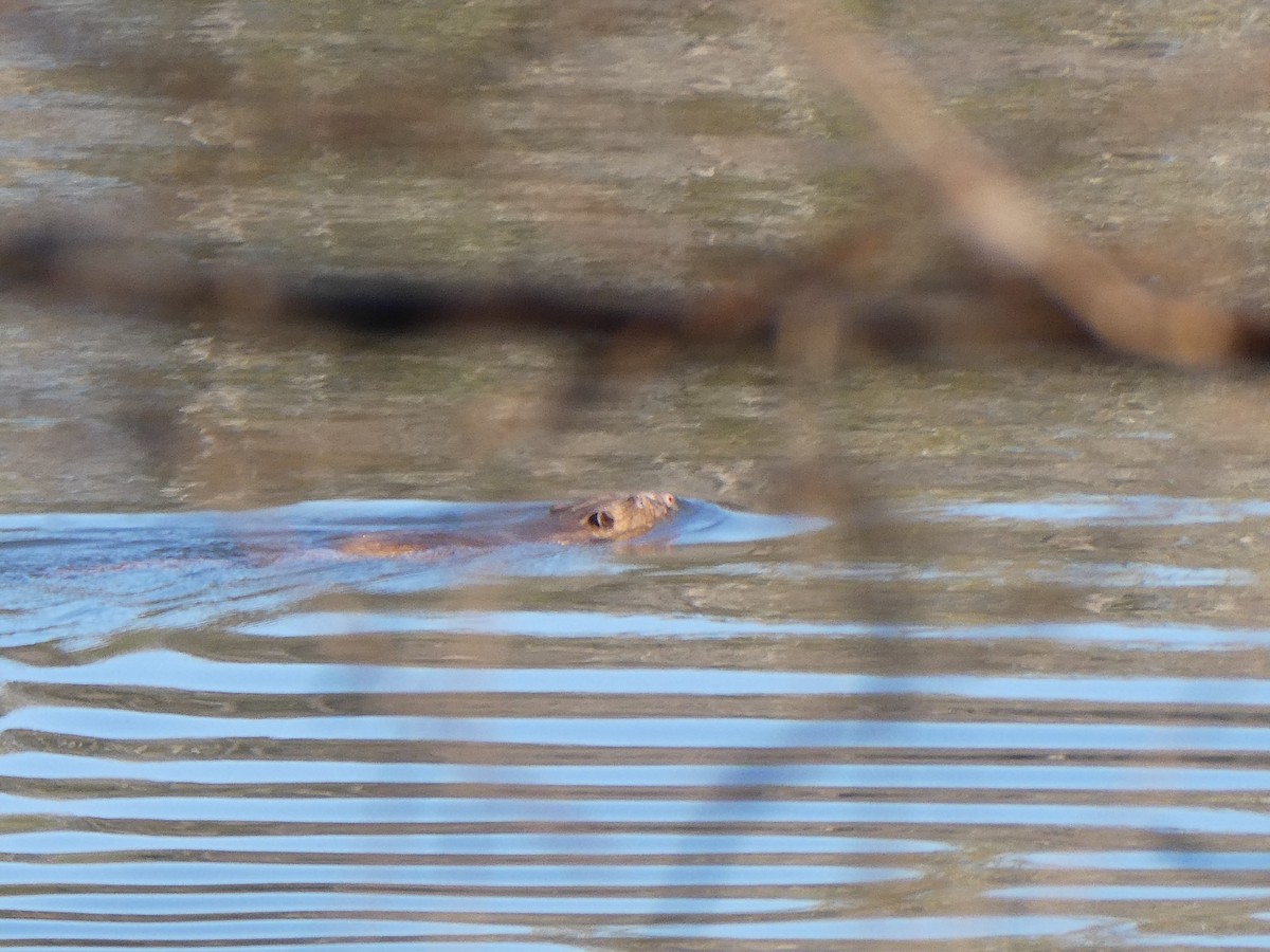 北美河貍 - ML646299767