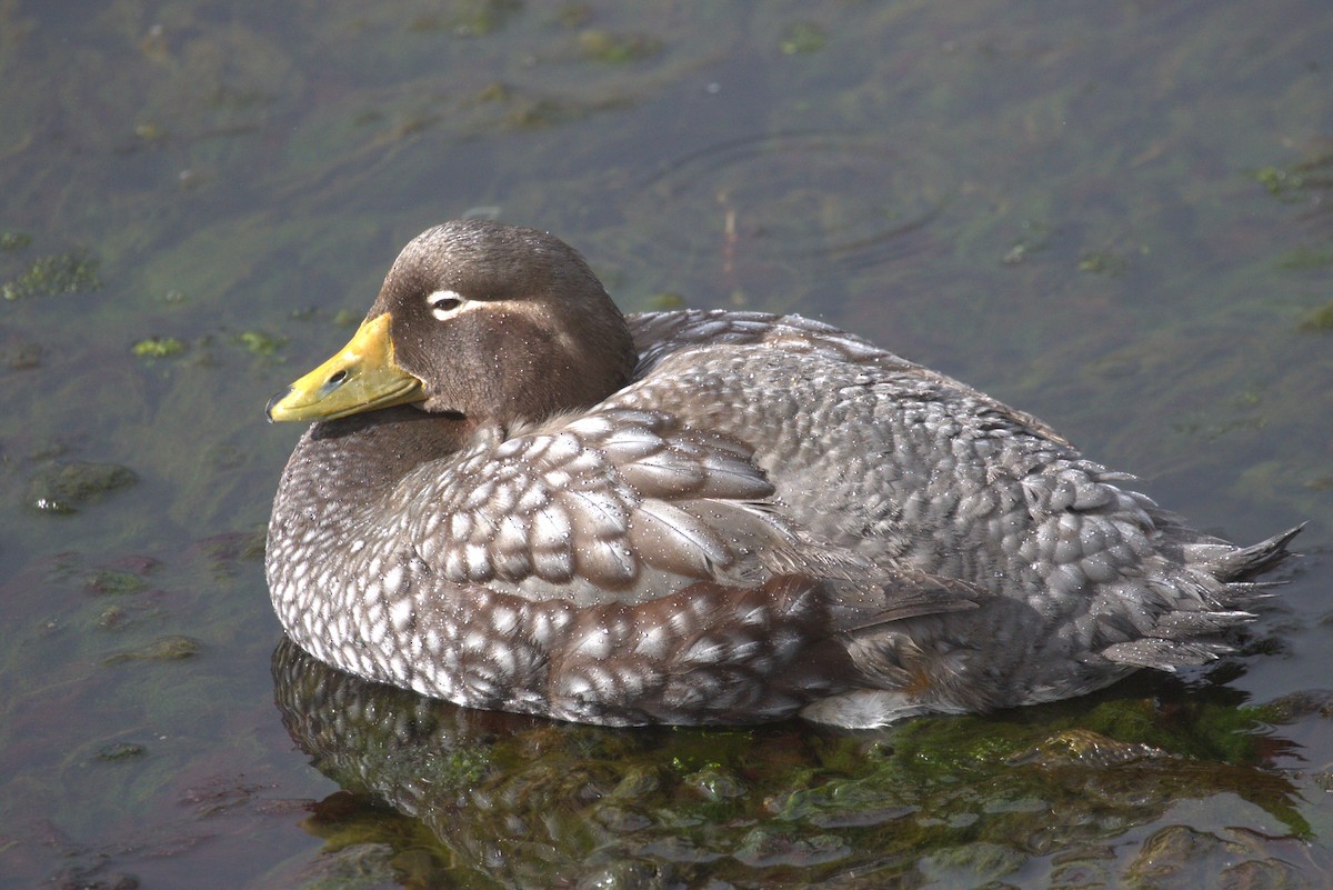 Falkland Steamer-Duck - ML646299769