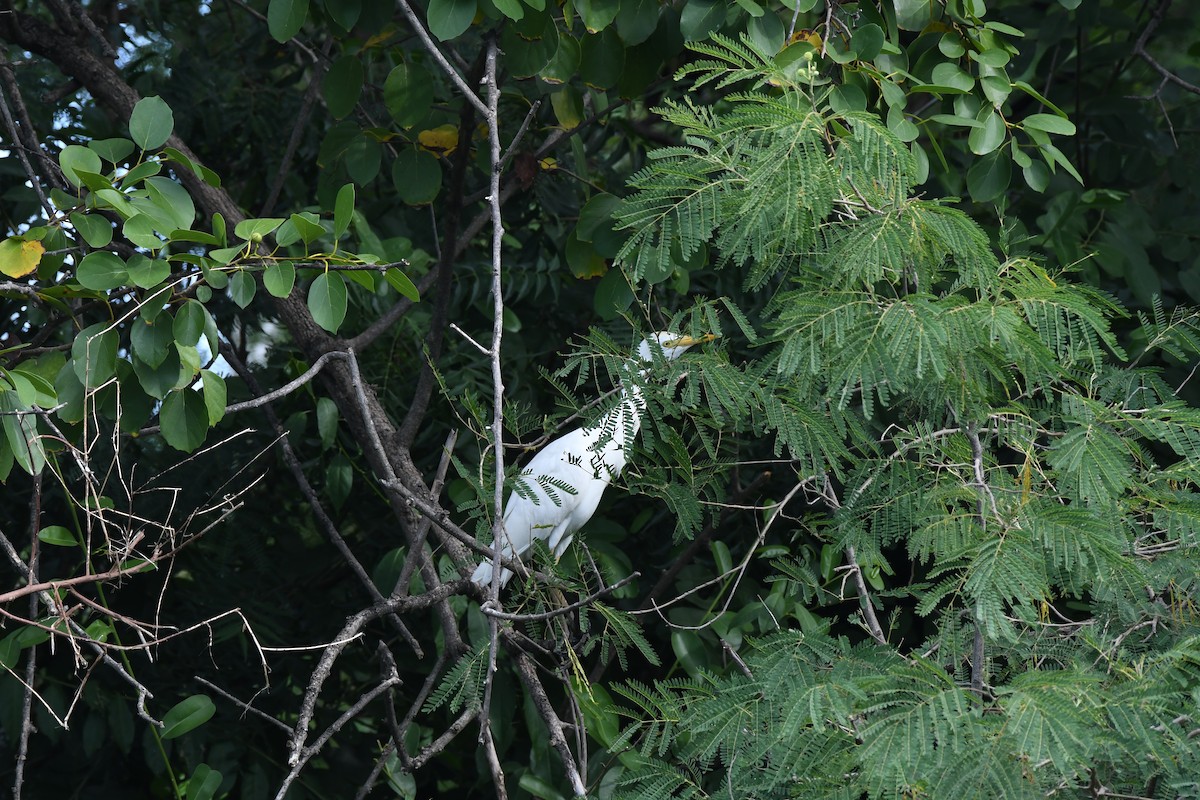 ニシアマサギ - ML646299771