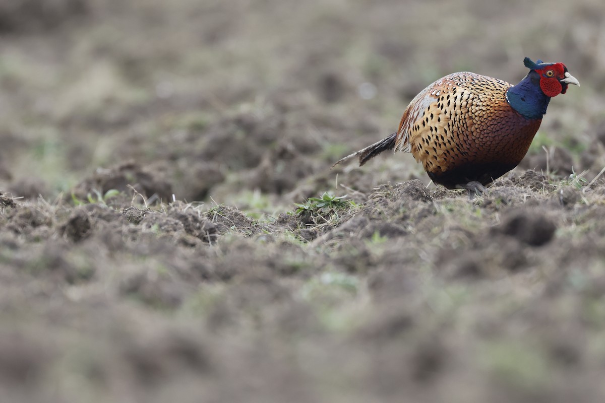Ring-necked Pheasant - ML646299773