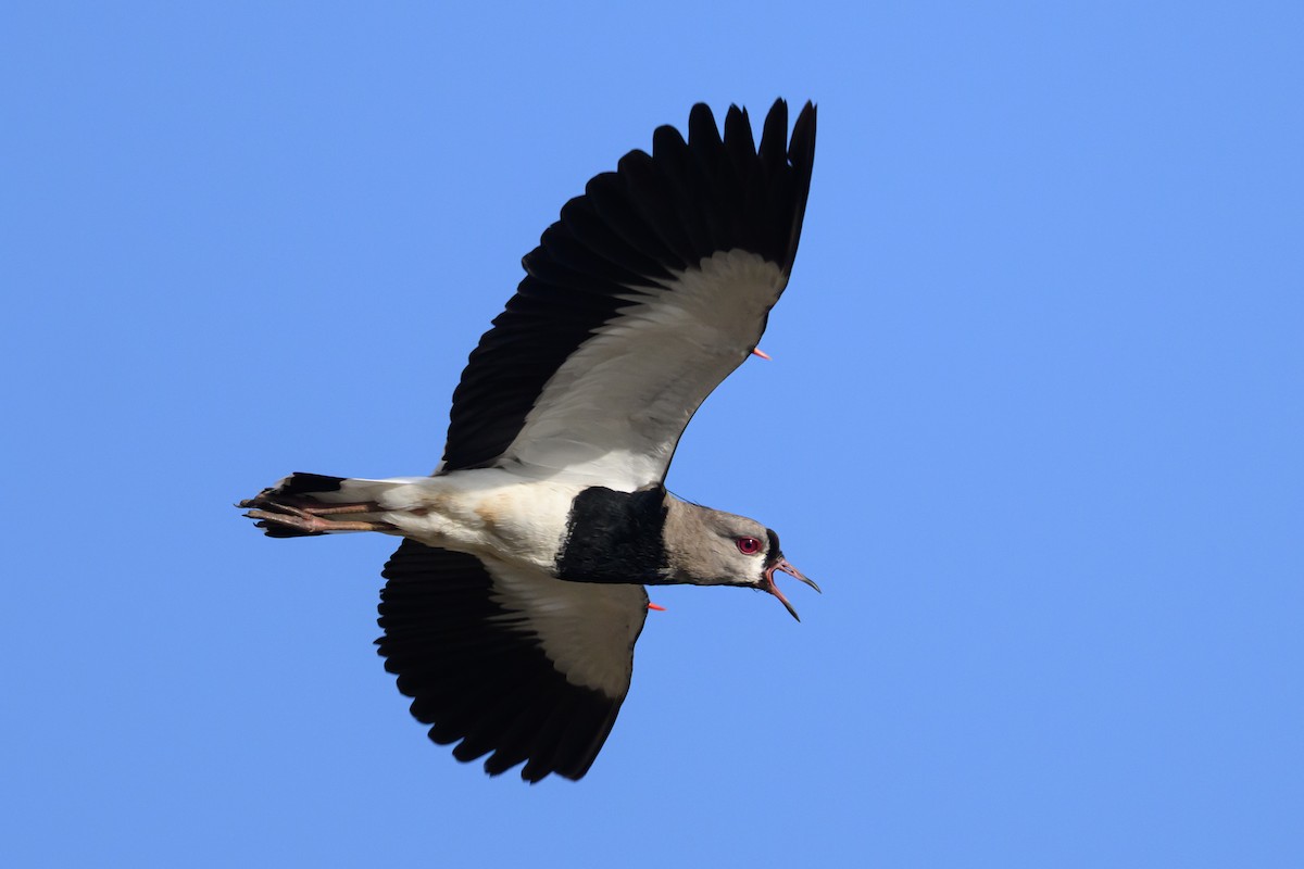 Southern Lapwing - ML646299776