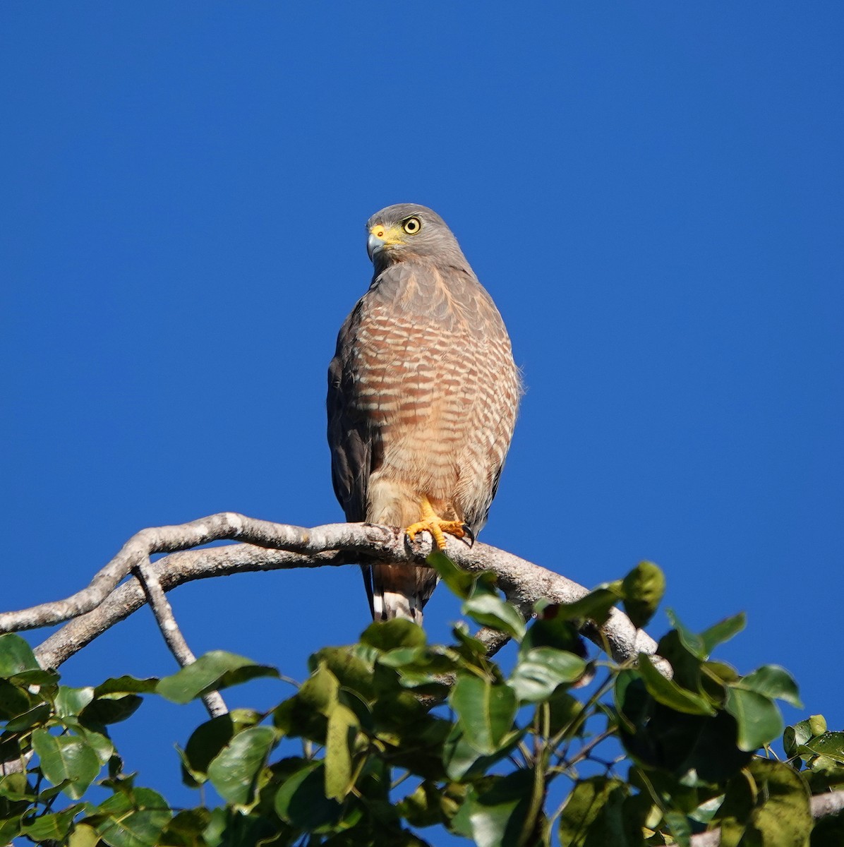 Roadside Hawk (Northern) - ML646299778