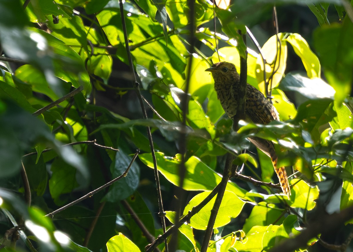Plaintive Cuckoo - ML646299779