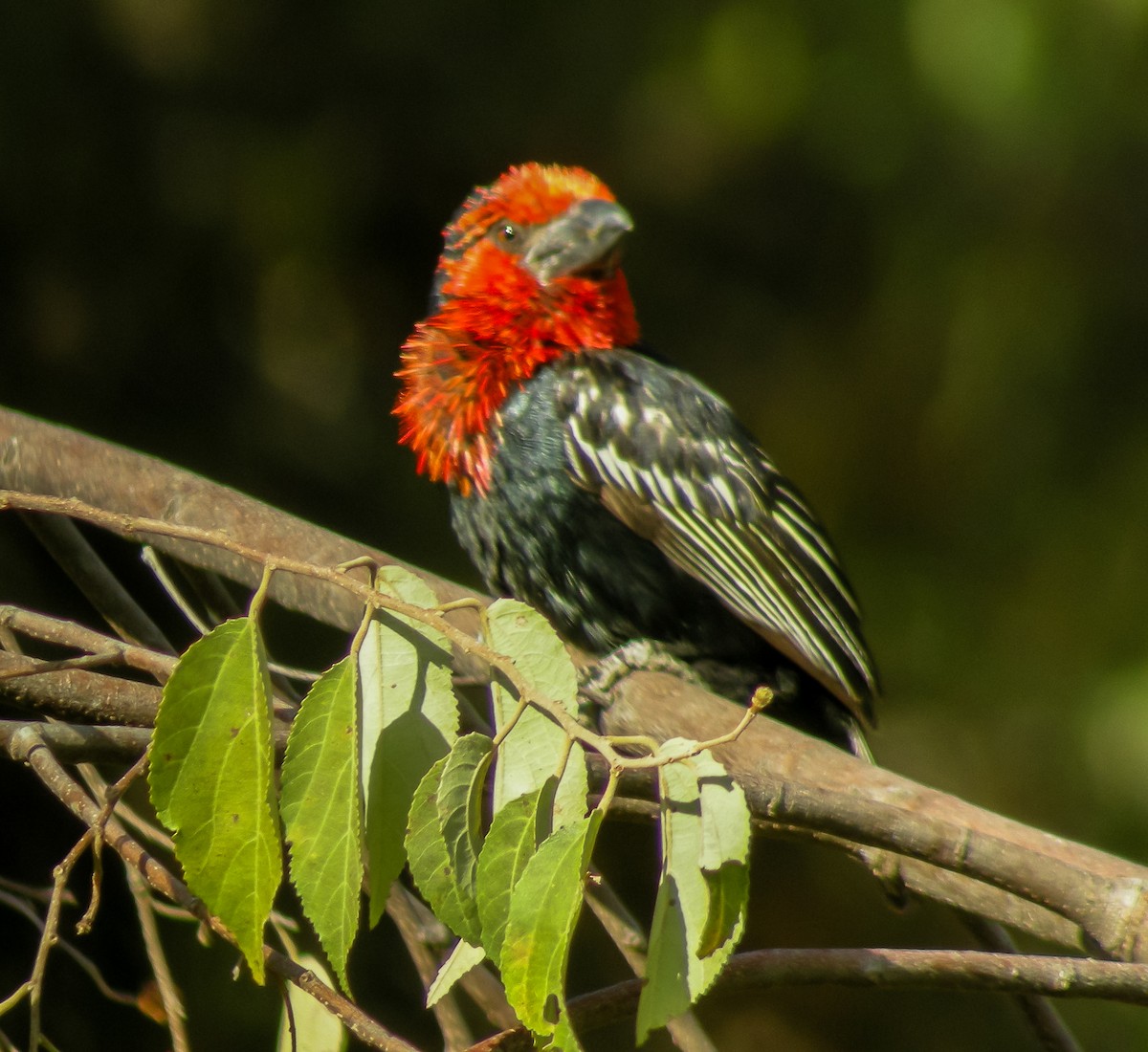 Black-billed Barbet - ML646299780