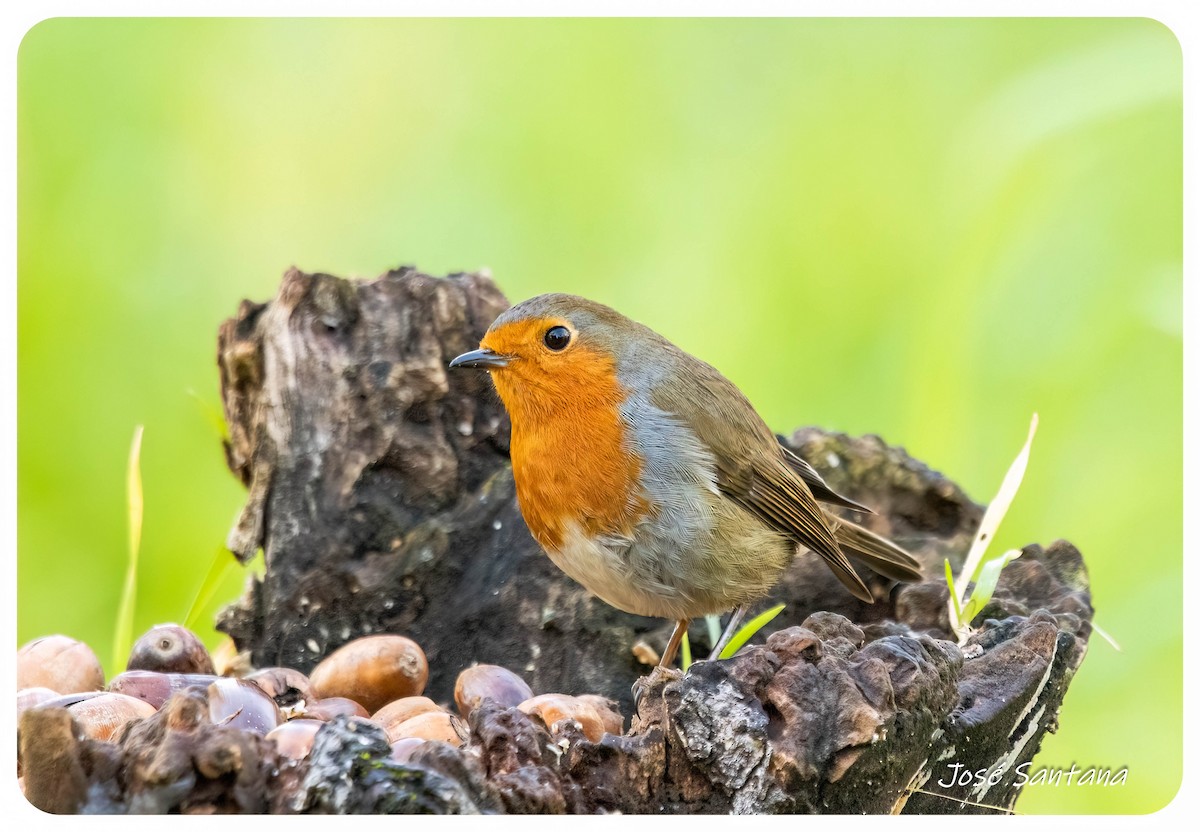 European Robin - ML646299781
