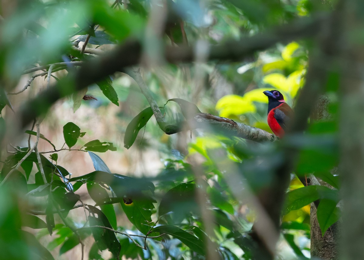 Diard's Trogon - ML646299783