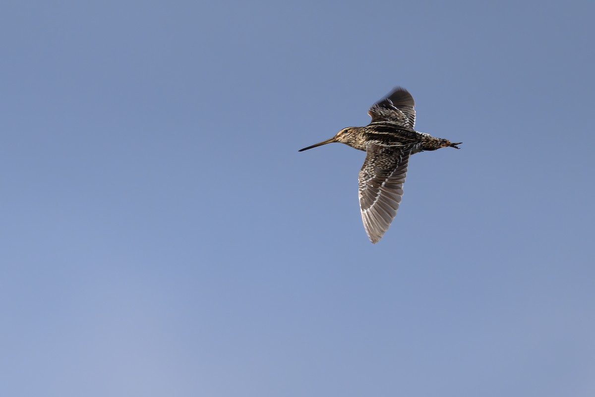 Pantanal Snipe - ML646299784