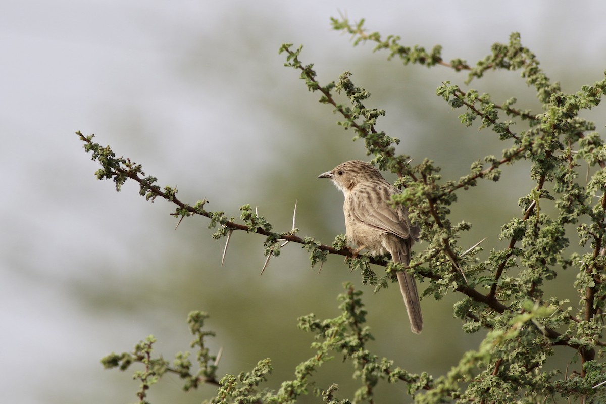 Common Babbler - ML646299786