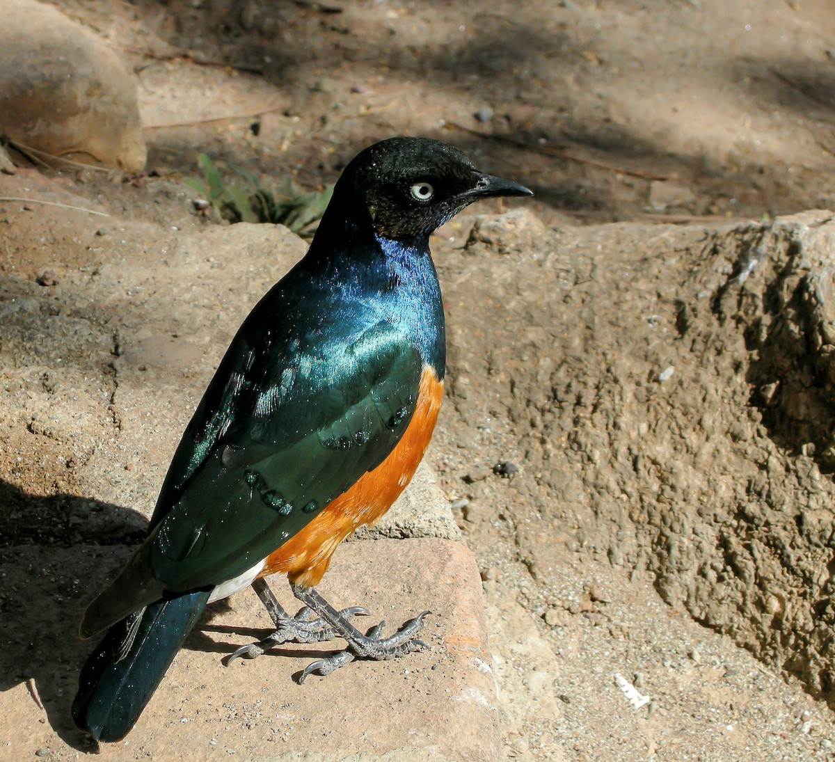 Superb Starling - ML646299788