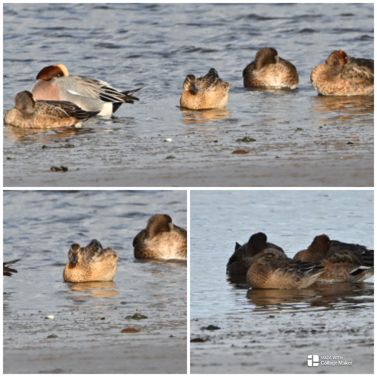 Garganey - ML646299791