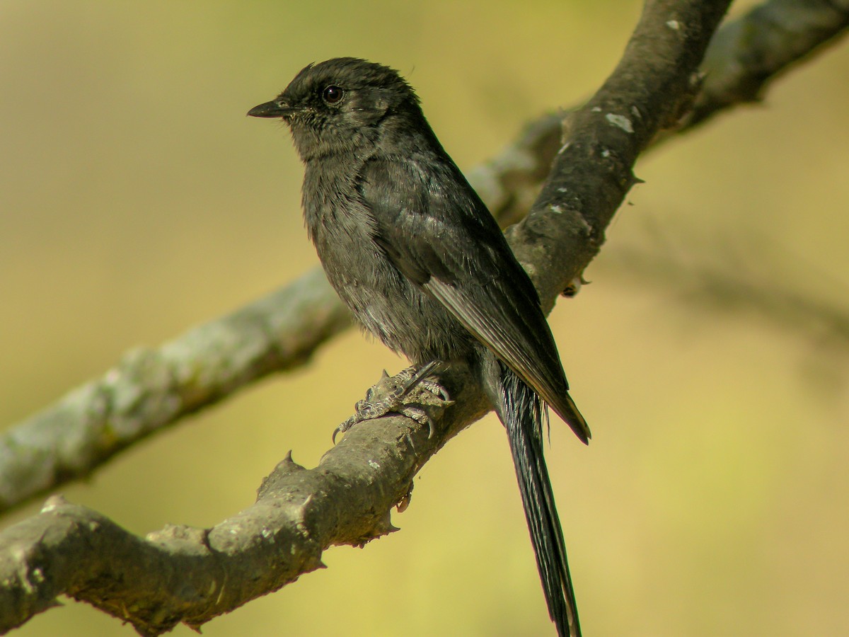 Northern Black-Flycatcher - ML646299795