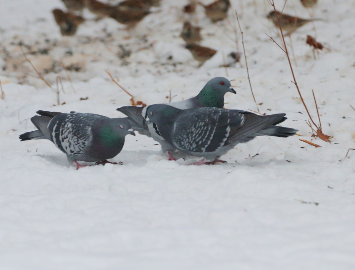 Rock Pigeon (Feral Pigeon) - ML646299796