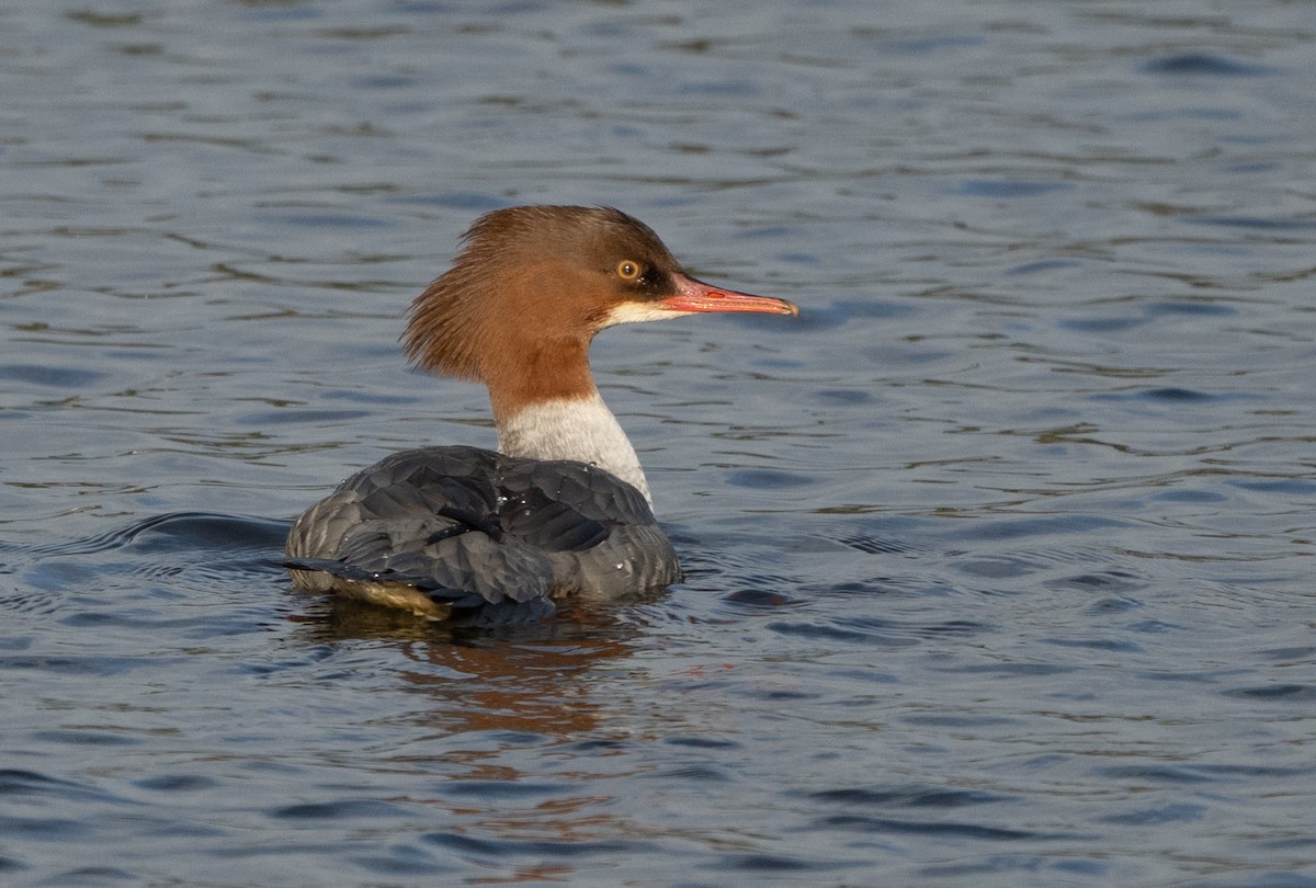 Common Merganser - ML646299800