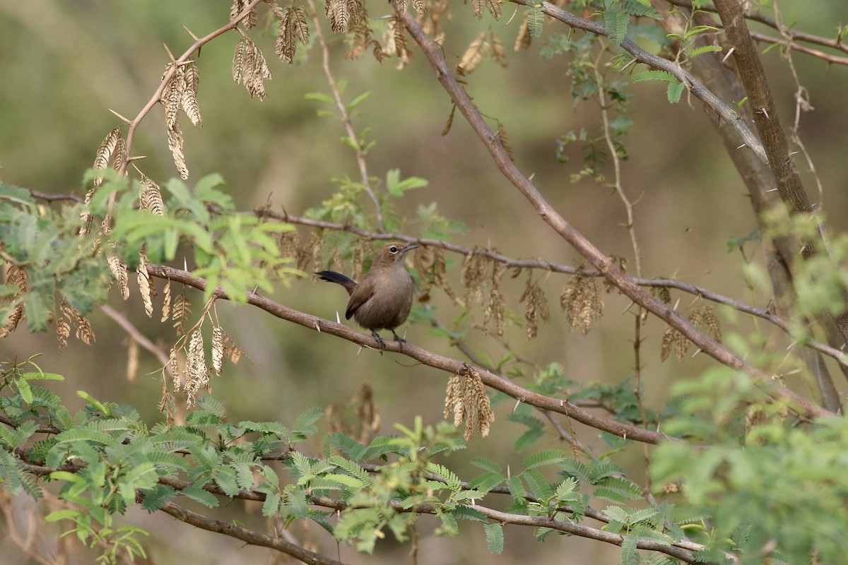 インドヒタキ - ML646299803