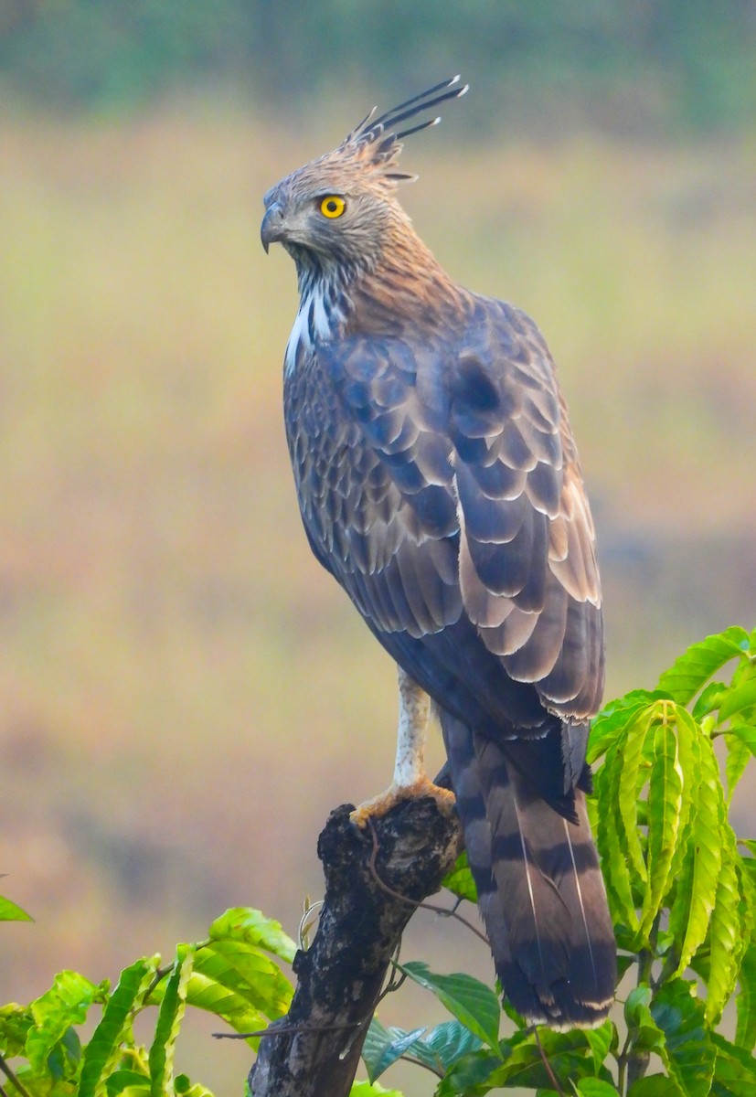 Changeable Hawk-Eagle - ML646299804