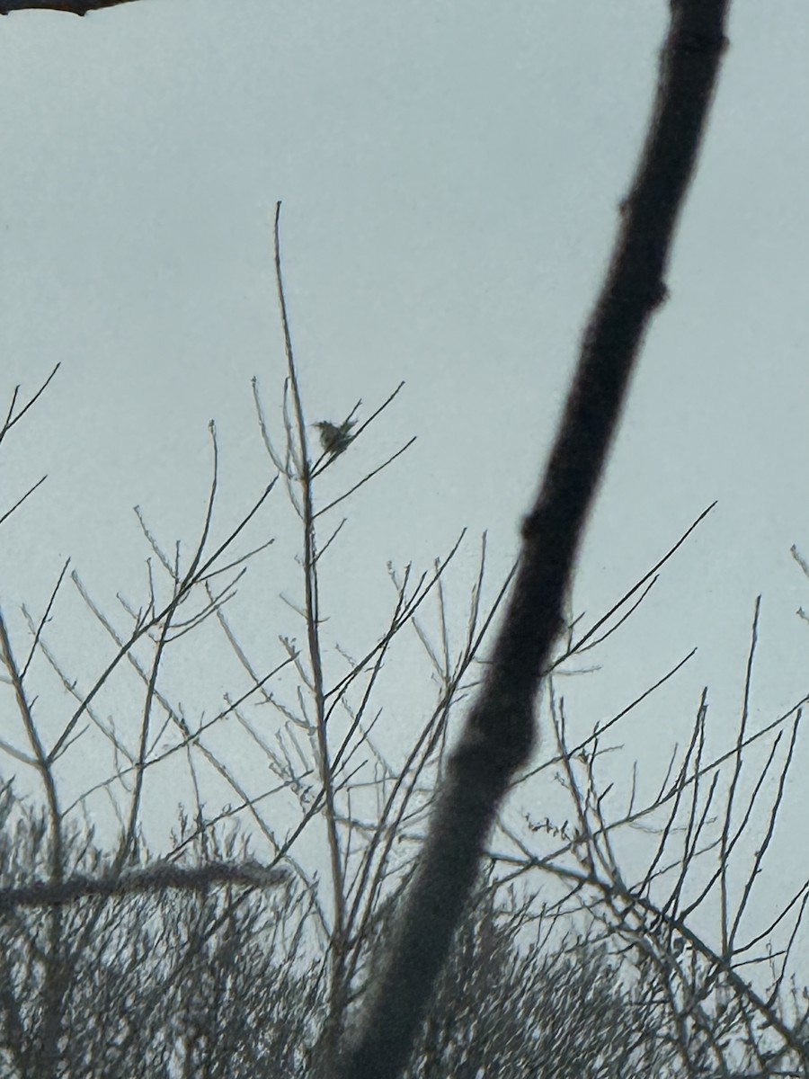 Northern Mockingbird - ML646299807