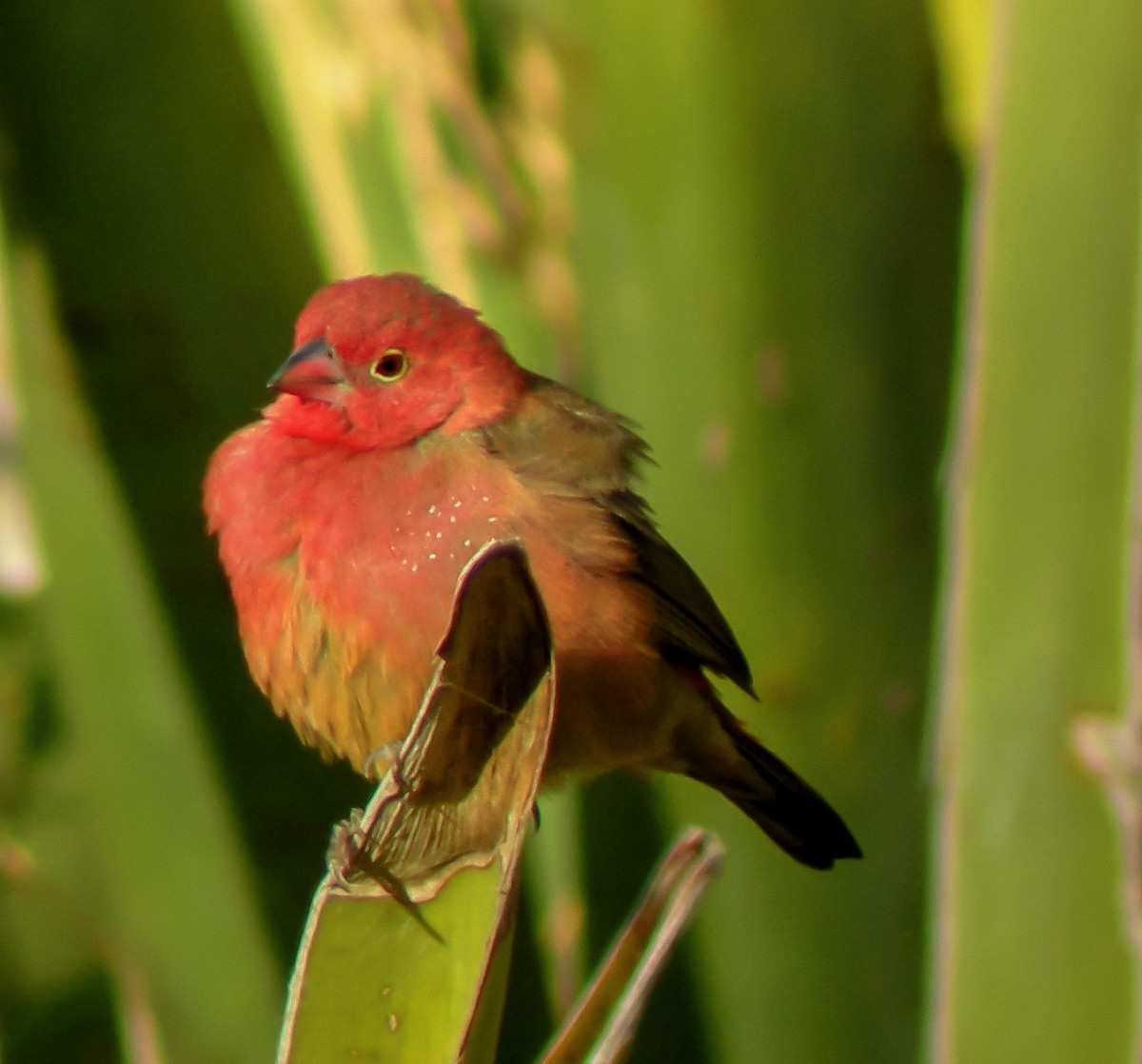 Red-billed Firefinch - ML646299808
