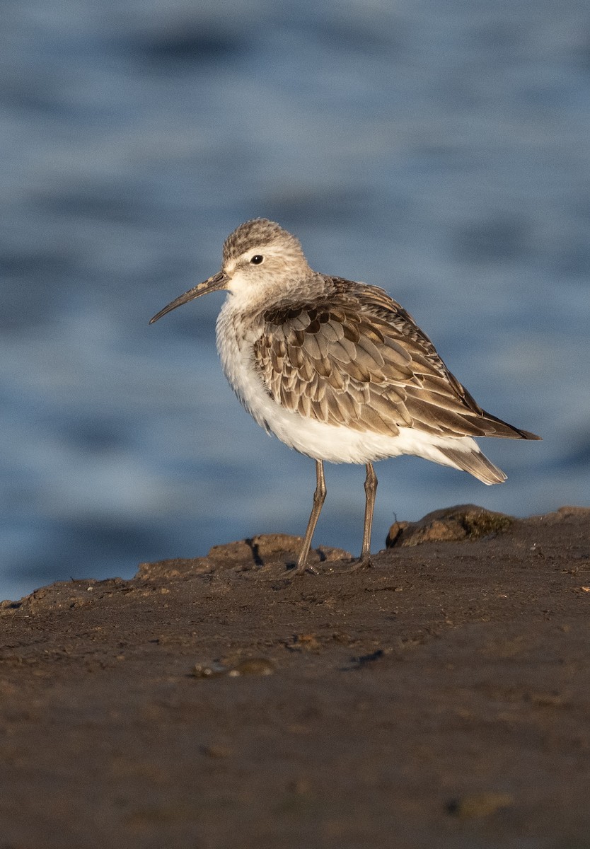 Curlew Sandpiper - ML646299813
