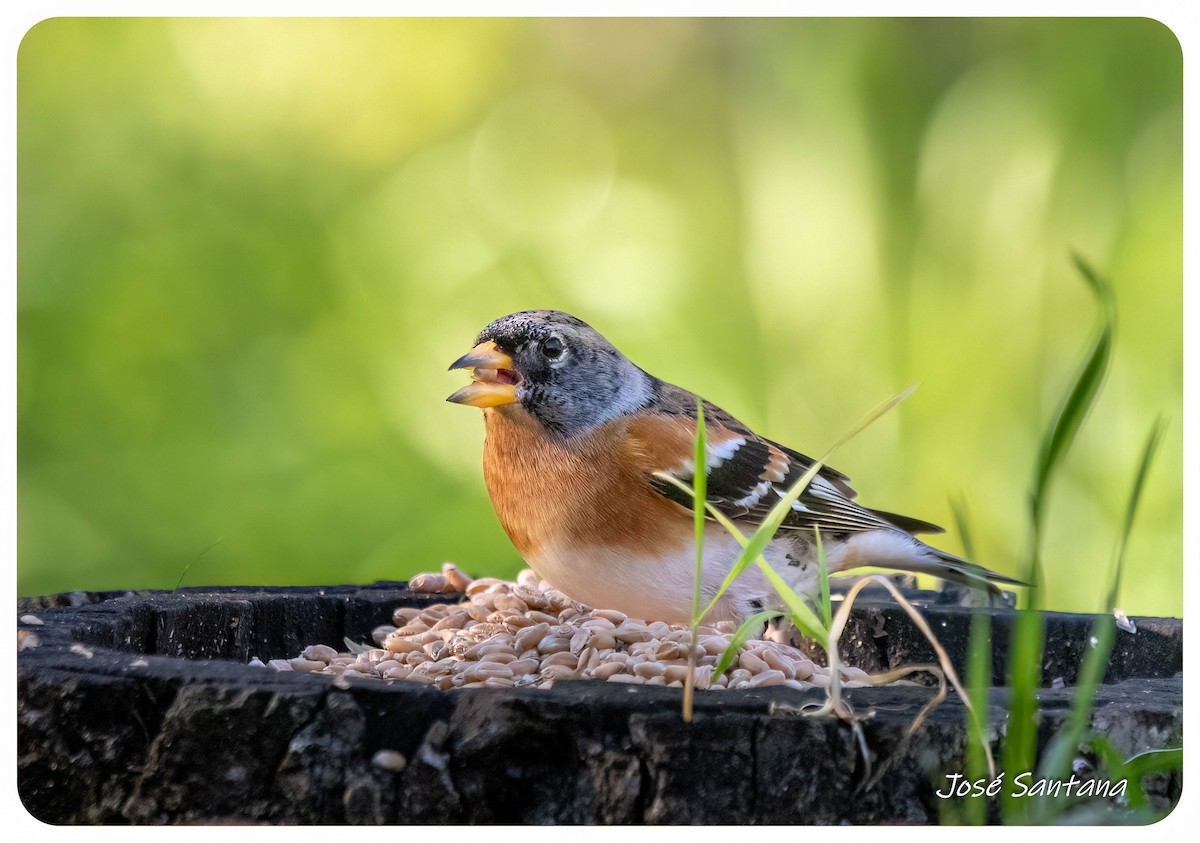 Brambling - ML646299814